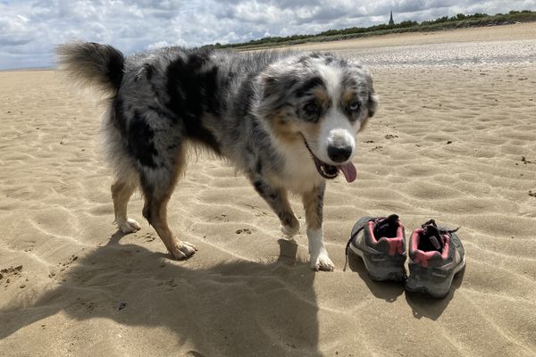 Plage, restaurant, musée : sur la côte de nacre dans le Calvados, plusieurs lieux de vacances acceptent les chiens et leurs réservent des espaces ou des créneaux horaires