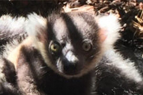 Le bébé lémurien né au Parc Phoenix à Nice. 