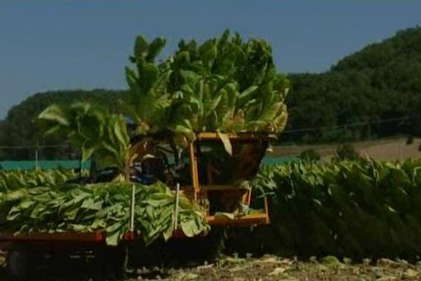 Cette année, une météo capricieuse a retardé la récolte du tabac dans le Lot