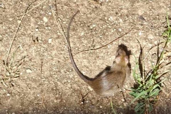 Dans les hauteurs du 12e arrondissement, la résidence du Bastidon est, selon les locataires, infestée par les rats.