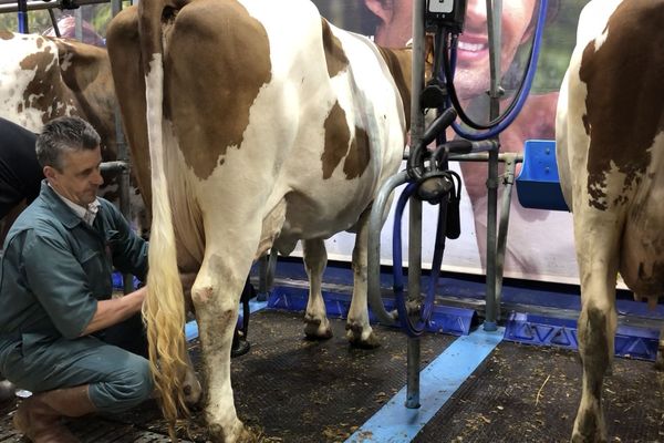 Pierre Besançon et sa vache montbéliarde HantasiaGB lors de la traite au Salon de l'agriculture