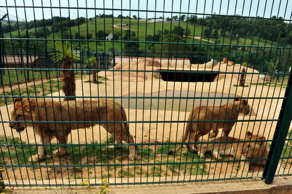 Le zoo des 3 Vallées a ouvert en 2013, à Montredon-Labessonié, dans le Tarn.