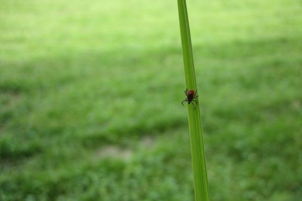 Une tique sur un brin d'herbe.