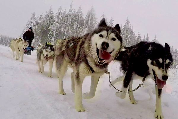 Les chiens de traîneaux ont un besoin inné de se dépenser