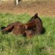 Oriatana, 22 ans, a été sauvée par l'association Cheval Espoir 38 alors qu'elle était dans une situation de maltraitance.