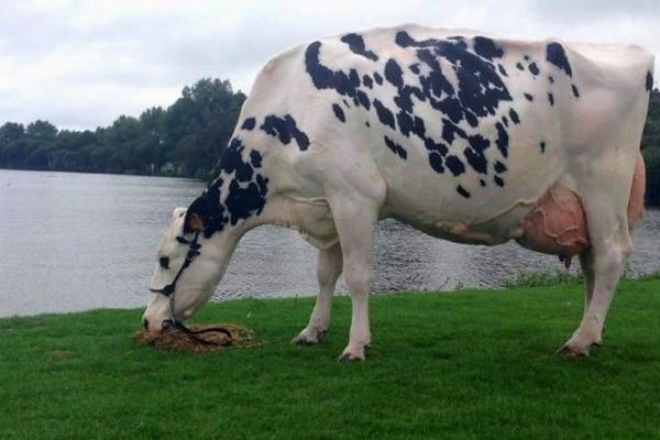 Amarante, du Gaec Cabon dans le Finistère