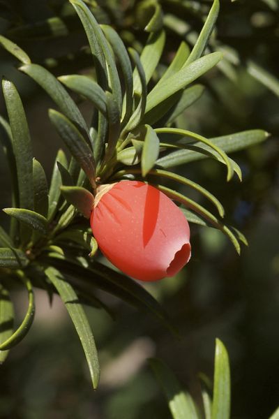 Plan serré du fruit de l'if