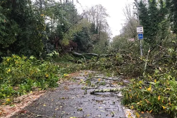 A Brest, des arbres à terre bloquent la route - novembre 2023