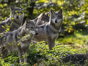 L'Union européenne souhaite comptabiliser le nombre de loups en Europe. Un comptage qui divise agriculteurs et défenseurs de l'environnement.