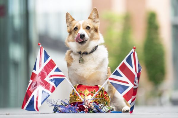 Un corgi lors du jubilé de platine de la reine Elizabeth II, célébré en juin 2022 pour marquer ses 70 ans de règne.