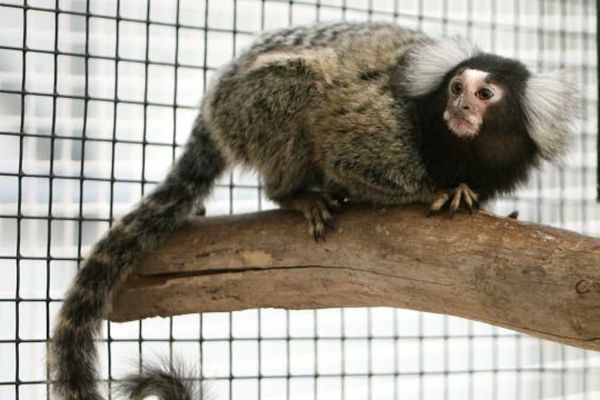 Un ouistiti à pinceaux blancs en juillet 2099 au zoo de Montpellier