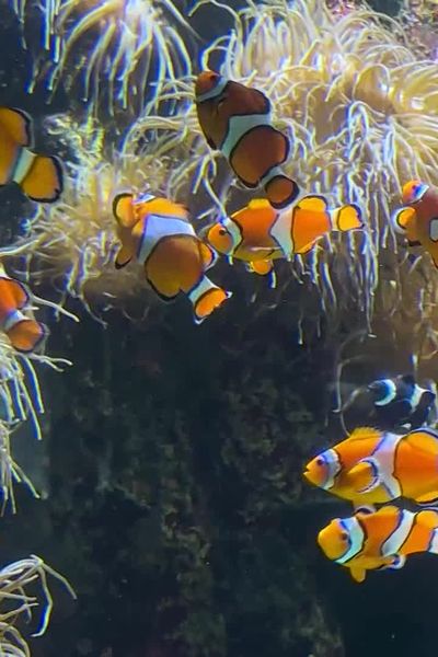 Papa Némo, bébé Némo... Le bassin des poissons-clown séduit particulièrement les enfants !