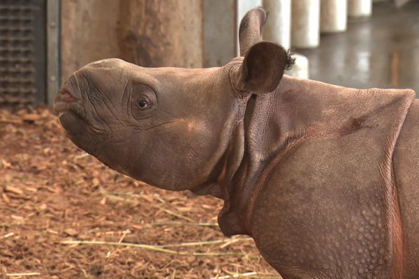 Sonaï, tout jeune rhinocéros indien de 110 kg, est né au parc animalier de Branféré (Morbihan). Une naissance rarissime.