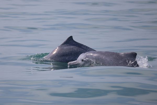 Trois dauphins qui divaguaient près des côtes de Fouesnant ont été secourus par les pompiers (photo d'illustration).