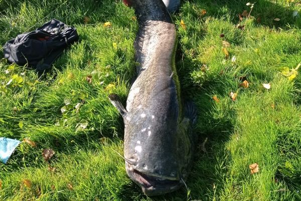 Le silure pêché par l'adolescent mesure plus de de 2m20 et pèse 70 kilos.