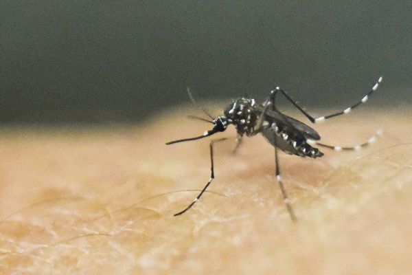 Le virus zika est transmis par la piqûre de certaines espèces de moustiques. 