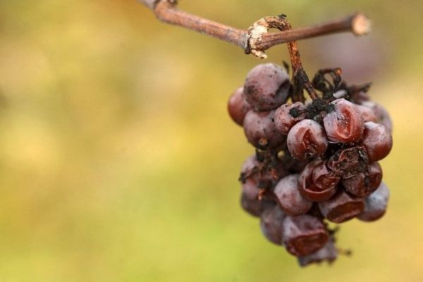 Point de vue image du monde : une grappe de pinot gris attend que les températures baissent encore pour être cueillie par le vigneron qui la transformera en vin de glace