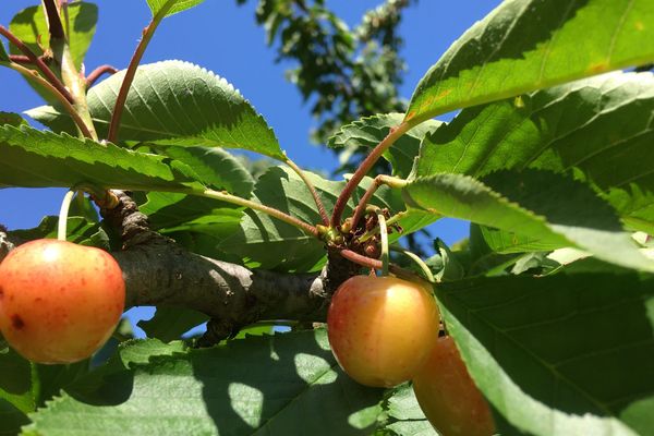 Les cerises du voisin vont pouvoir rougir...