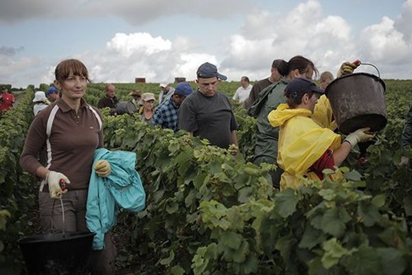 A 8h50, "Femmes de Champagne", un documentaire pétillant !