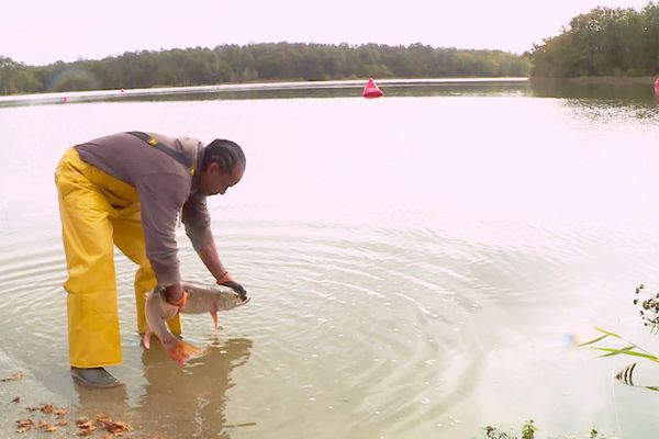 Brochets, sandres et autres poissons relâchés en Dordogne pour attirer les pêcheurs