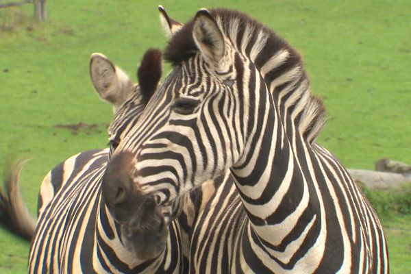 Le parc du Reynou accueille 600 animaux.