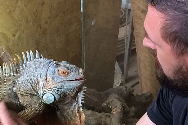 Un iguane vert, pensionnaire du futur parc zoologique de Terre-Clapier