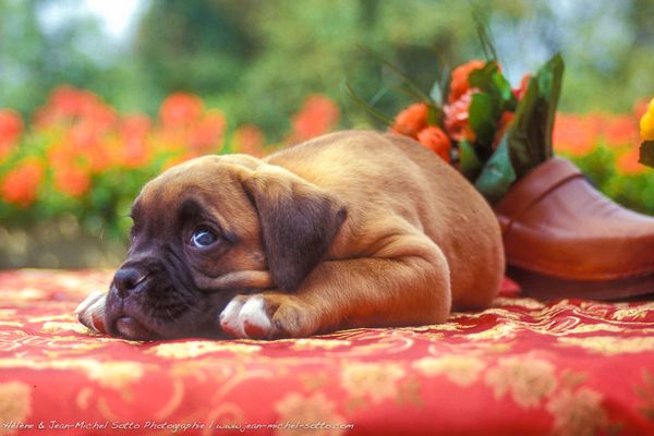 Un chiot boxer s'interroge : dis maman, c'est quand l'été ? 