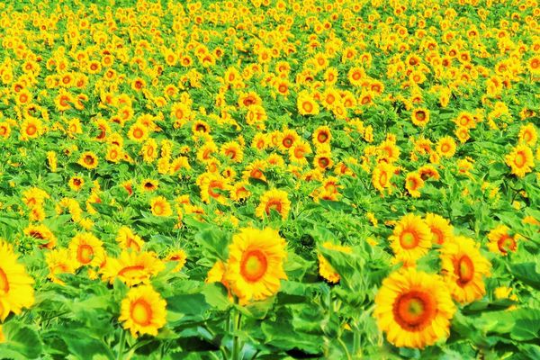 Des tournesols ligériens.