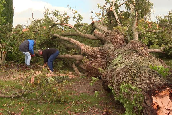 La mini-tornade qui a touché la Haye-Fouassière (Loire-Atlantique) dans la nuit de mercredi à jeudi a créé des dégâts matériels sans faire de blessés. Ce chêne centenaire n'a pas résisté à la tempête Ciaran.