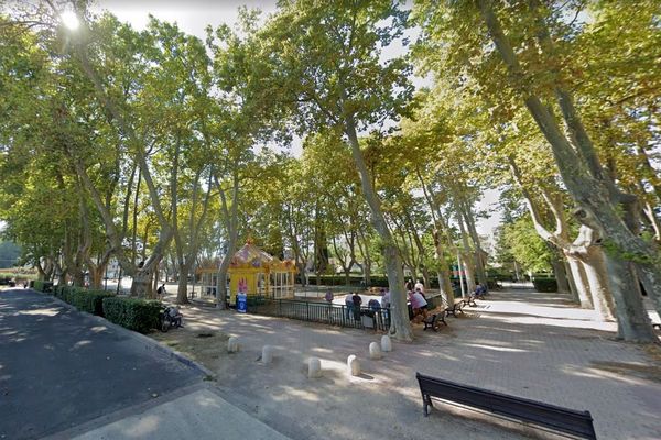 Montpellier - les platanes du parc Tastavin infectés par le chancre coloré vont être abattus- archives.