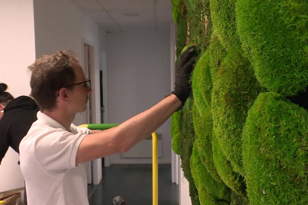 Valentin Bouzignac, en pleine installation d'un mur végétal au sein de l'entreprise Say Tout Com