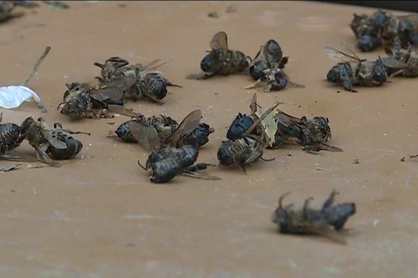  Cadavres d'abeilles dans un rucher de Razés en Haute-Vienne