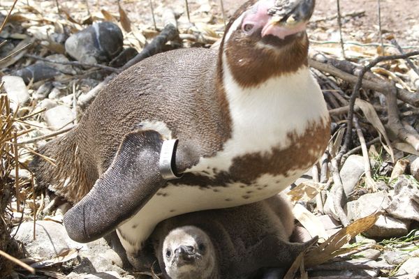 Des poussins qui occupent les parents, à tour de rôle.