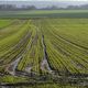 Avec les pluies de ces dernier mois, les cultures prennent du retard et les agriculteurs sont inquiets.