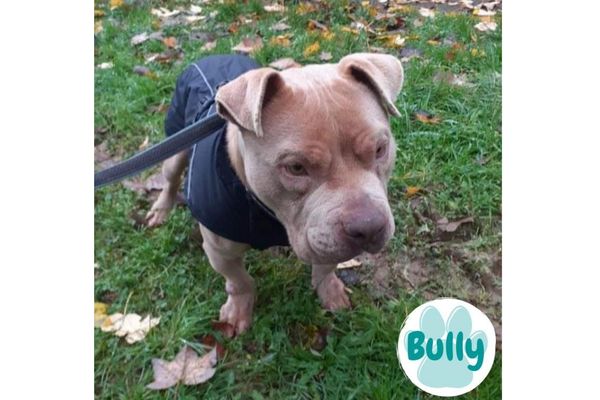 Cet American Bully de 4 ans a été récupéré par la Lisa après avoir subi des maltraitances. Candidat à l'adoption, il est décrit comme "adorable".