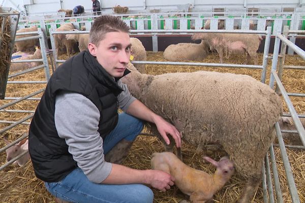 Baptiste Duverne s'occupe d'un agneau nouveau-né. L'exploitation dans laquelle il travaille avec son père compte pas moins de 300 moutons.