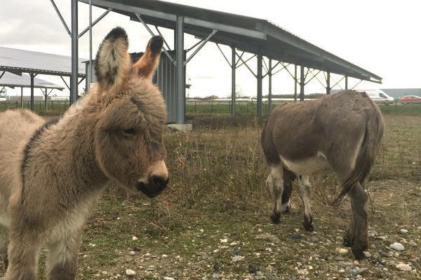 Des ânes viennent faire le "ménage" aux pieds des panneaux photovoltaïques de la centrale solaire d'Ungersheim