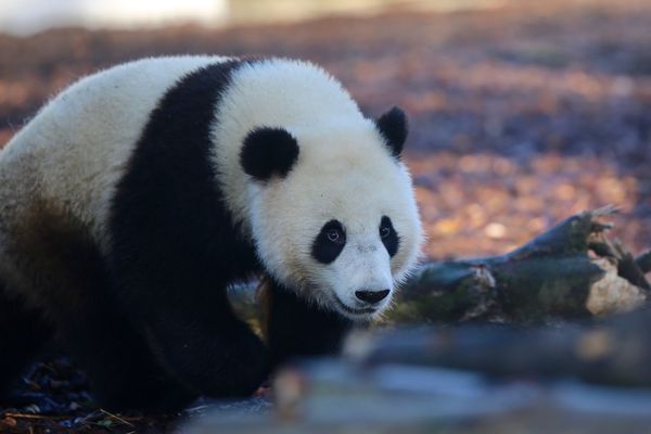 Tian Bao s'est aventuré dans son nouvel enclos. 