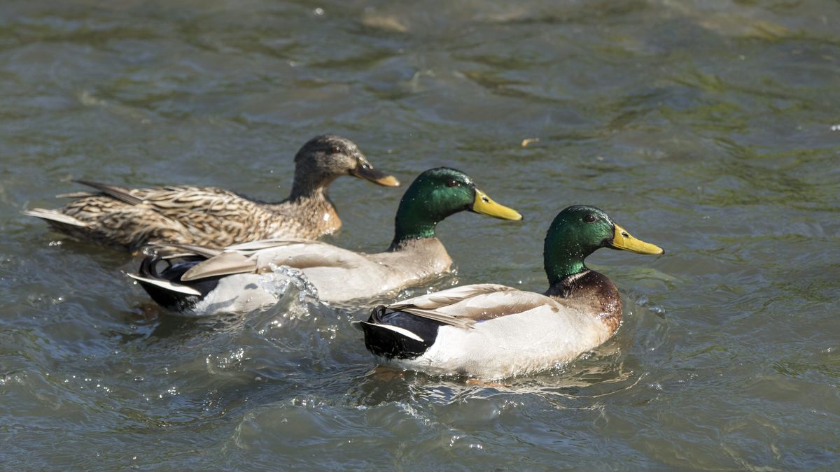 canard colvert en coupe