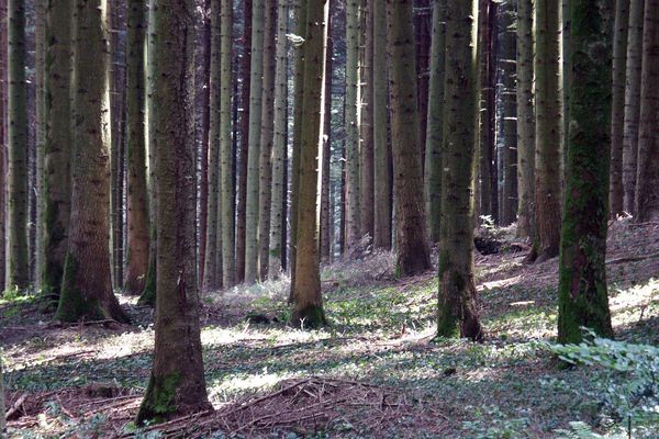 Une vente aux enchères de plusieurs parcelles de forêt va être organisée en Franche-Comté.