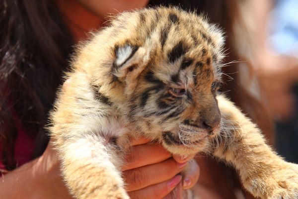 La Fondation Brigitte Bardot Fait Annuler La Venue D Un Bebe Tigre Dans Une Boite De Nuit A Bussiere Poitevine