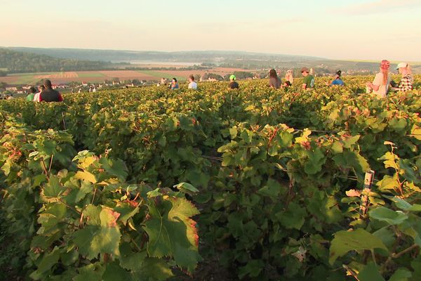 Vendanges à Saulchery, dans l'Aisne.