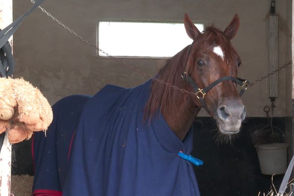 Hooker Berry, un étalon né dans l'Indre qui rayonne sur les plus grandes courses