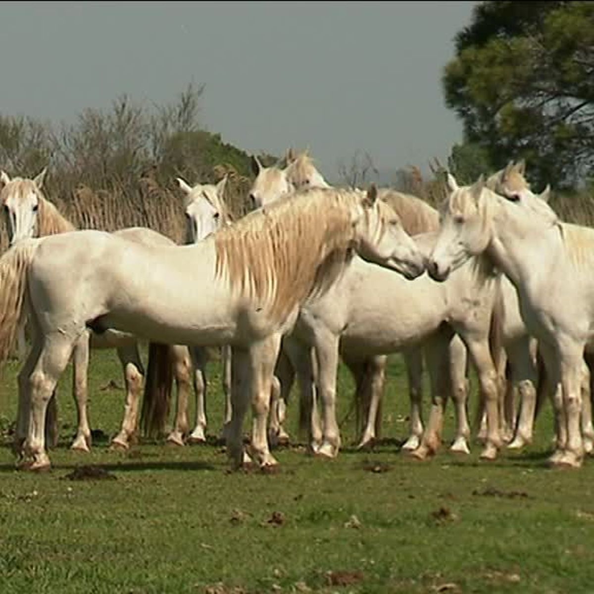 camargue cheval