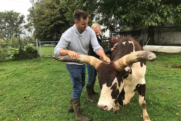 Alexis Deck et Simon Krückel font une beauté à Hugo, le taureau Watusi qui vit chez eux en compagnie de Lola, femelle de la même race. 