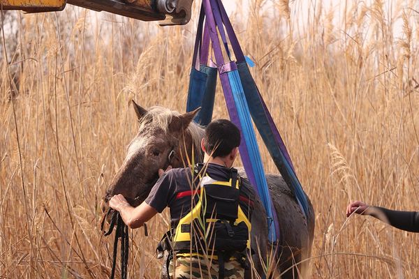 Tractopelle et sangles pour aider le SDIS 66 à extraire le cheval de l'eau à Saint-Hippolyte.