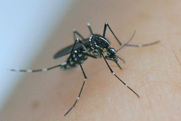Premier cas autochtone de dengue de l'été, détecté ce vendredi 2 août, en Provence-Alpes Côte d'Azur.