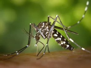 Le moustique tigre colonise les Pays de la Loire