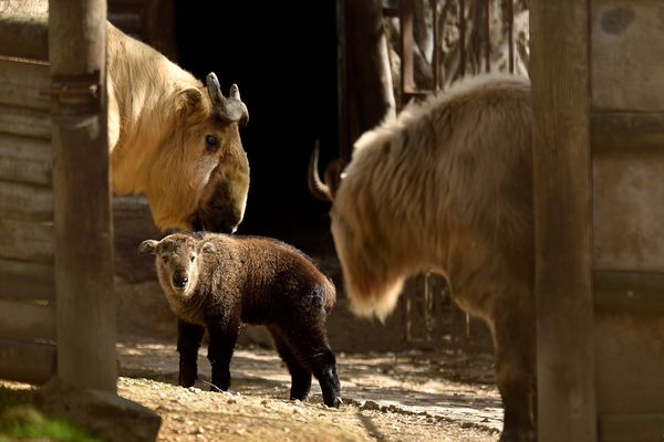 Le petit Takin du Sishuan avec ses parents à la Ménagerie du Jardin des Plantes