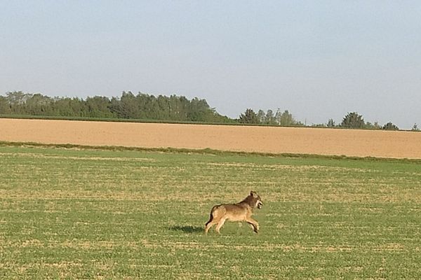 Le loup vu à Conie-Molitard en Eure-et-Loir le 22 avril 2020